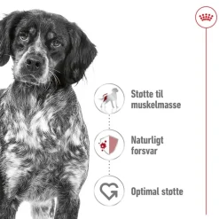 Royal Canin Medium Adult Mousse