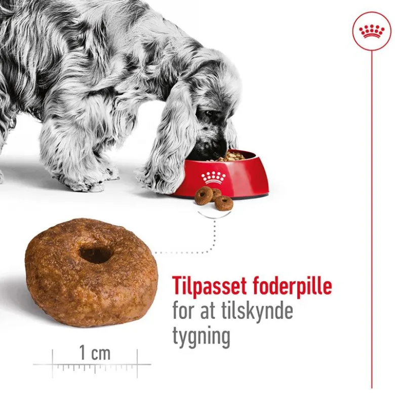 Royal Canin Medium Ageing 10+
