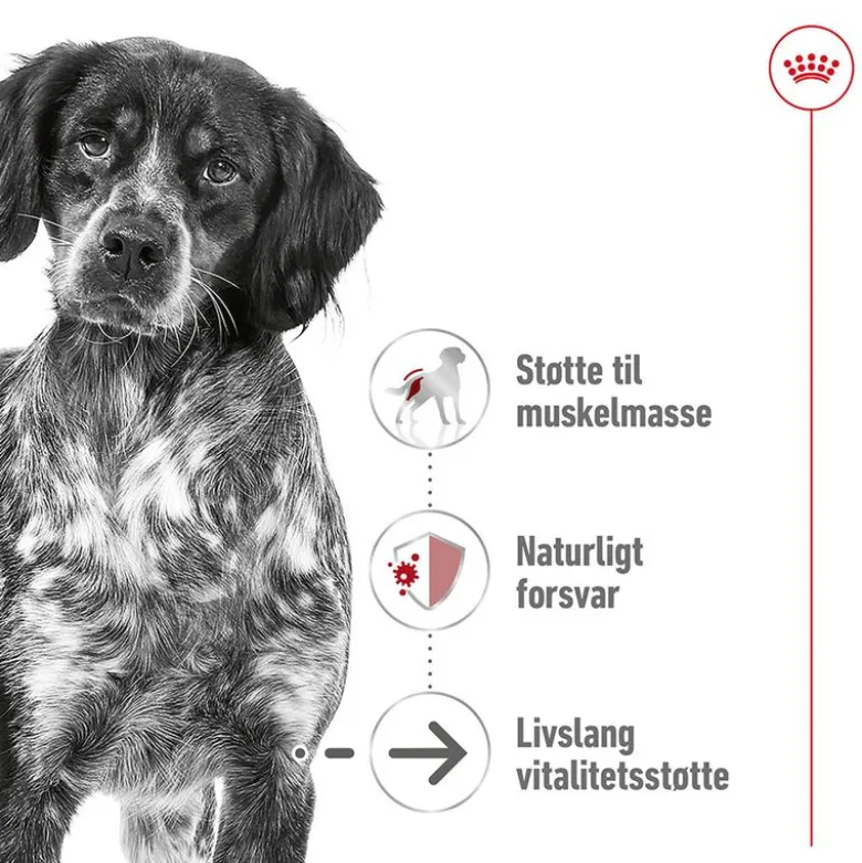 Royal Canin Medium Ageing 10+