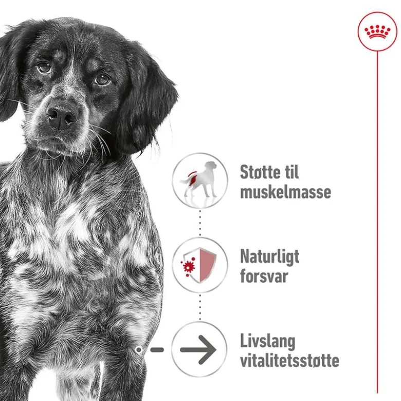 Royal Canin Medium Ageing i sauce