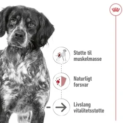Royal Canin Medium Ageing Mousse