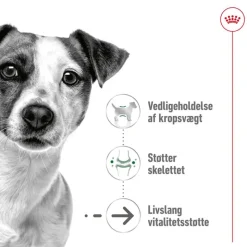 Royal Canin Mini Ageing Mousse