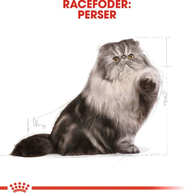 Royal Canin Persian Adult
