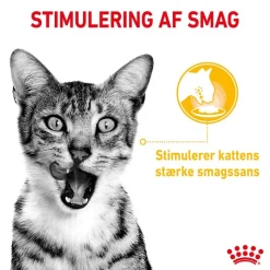 Royal Canin Sensory Multipack (Smell/Tast/Feel) i sauce