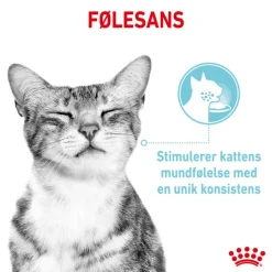 Royal Canin Sensory Multipack (Smell/Tast/Feel) i sauce