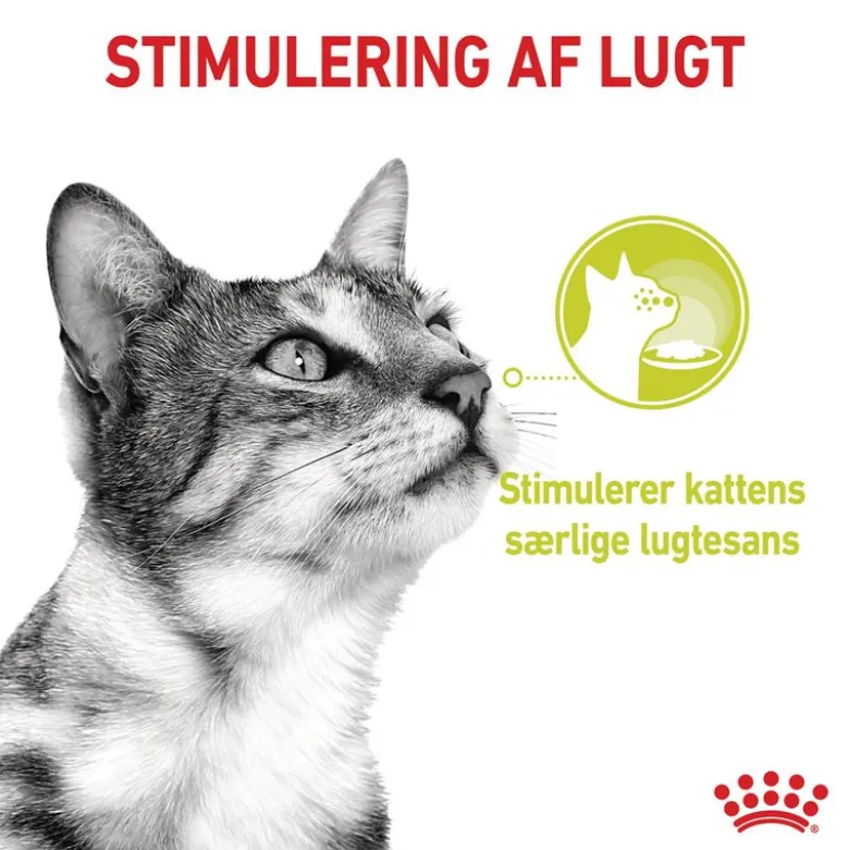 Royal Canin Sensory Smell i gelé