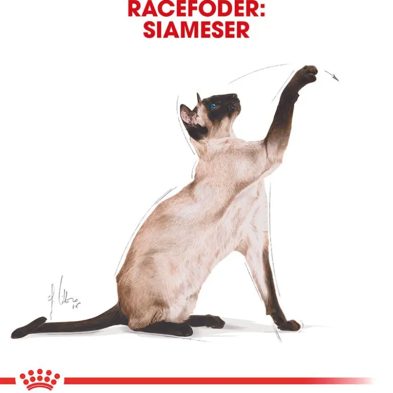 Royal Canin Siamese Adult