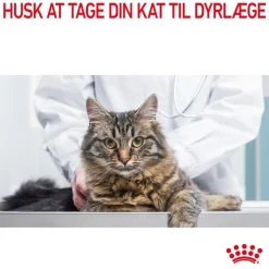 Royal Canin Urinary Care i sauce