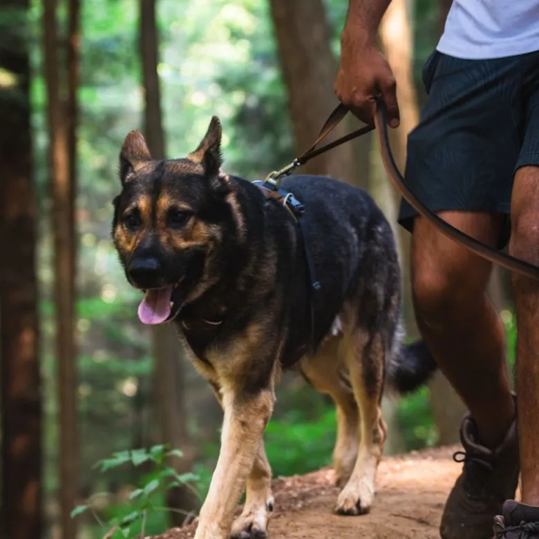 Ruffwear Front Range hundesele, Moonlight Mountains
