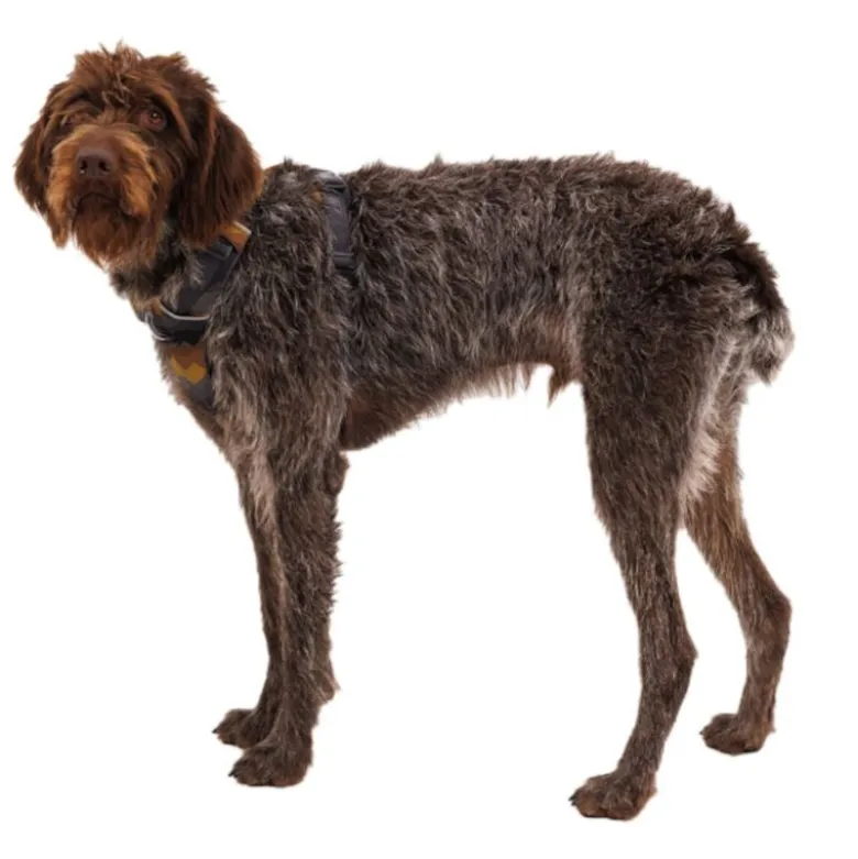 Ruffwear Front Range hundesele, Moonlight Mountains