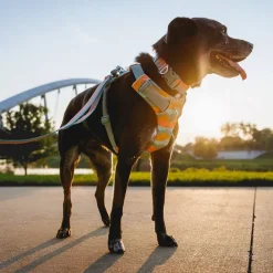 Ruffwear Front Range Hundesele, Spring Mountains