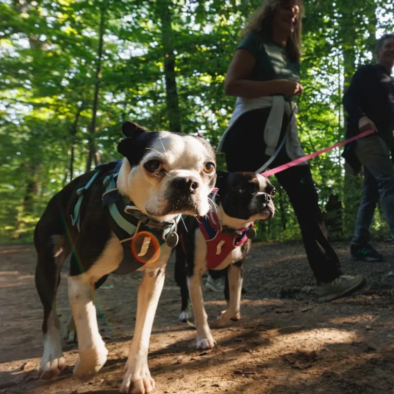 Ruffwear Hi & Light hundesele, basaltgrå