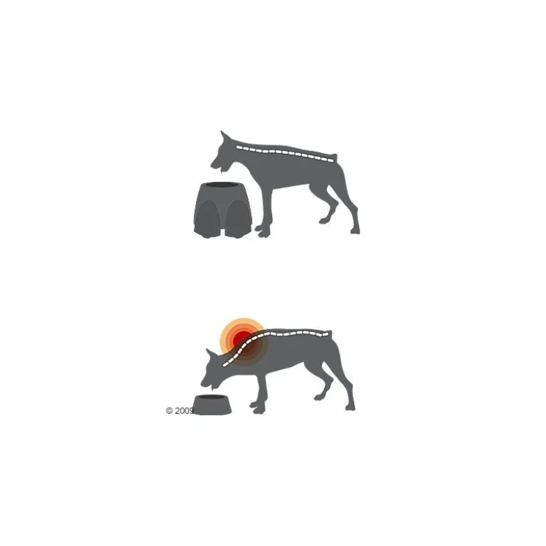 Savic Ergo Feeder hundebar