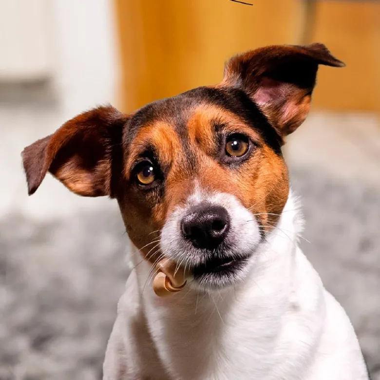 SmartBones kødben med sød kartoffel til små hunde