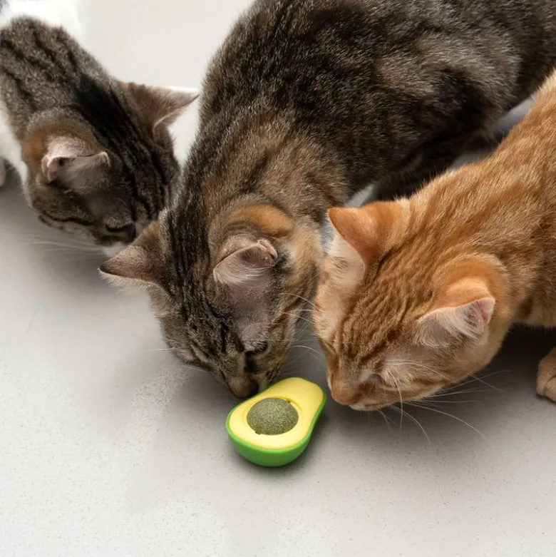 TIAKI Avocado med katteurt-bold