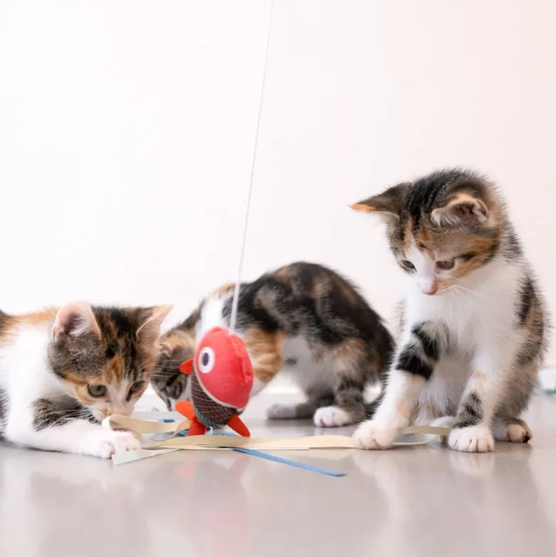 TIAKI drillepind til katte