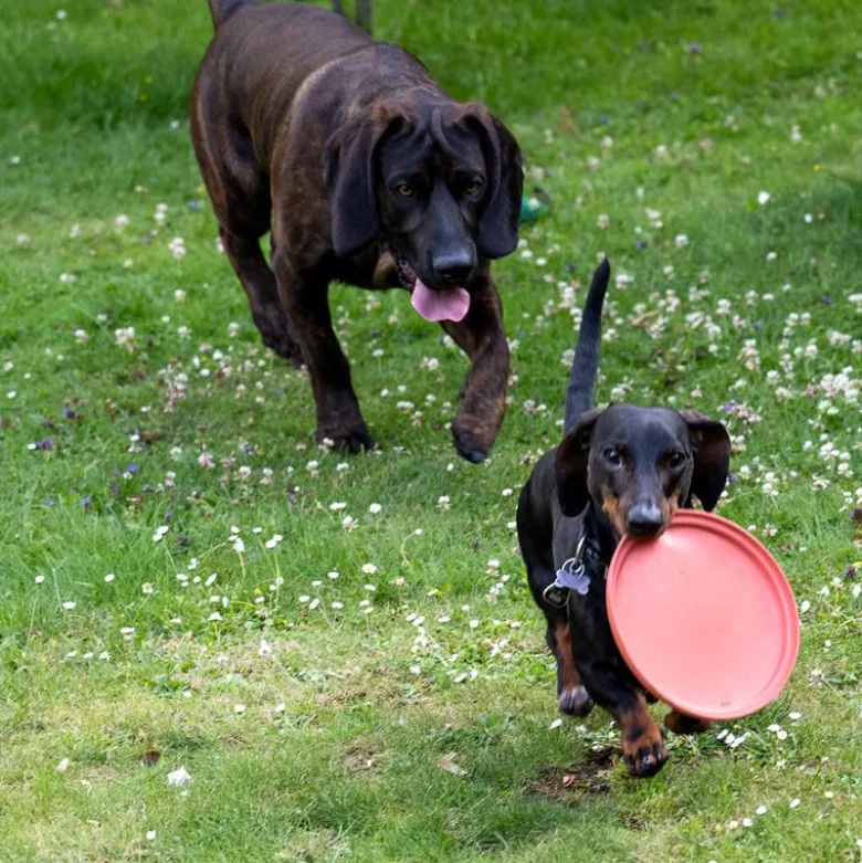 TIAKI Frisbee