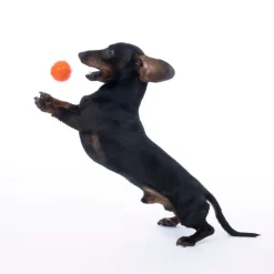 TIAKI hundelegetøj vandballon