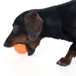 TIAKI hundelegetøj vandballon