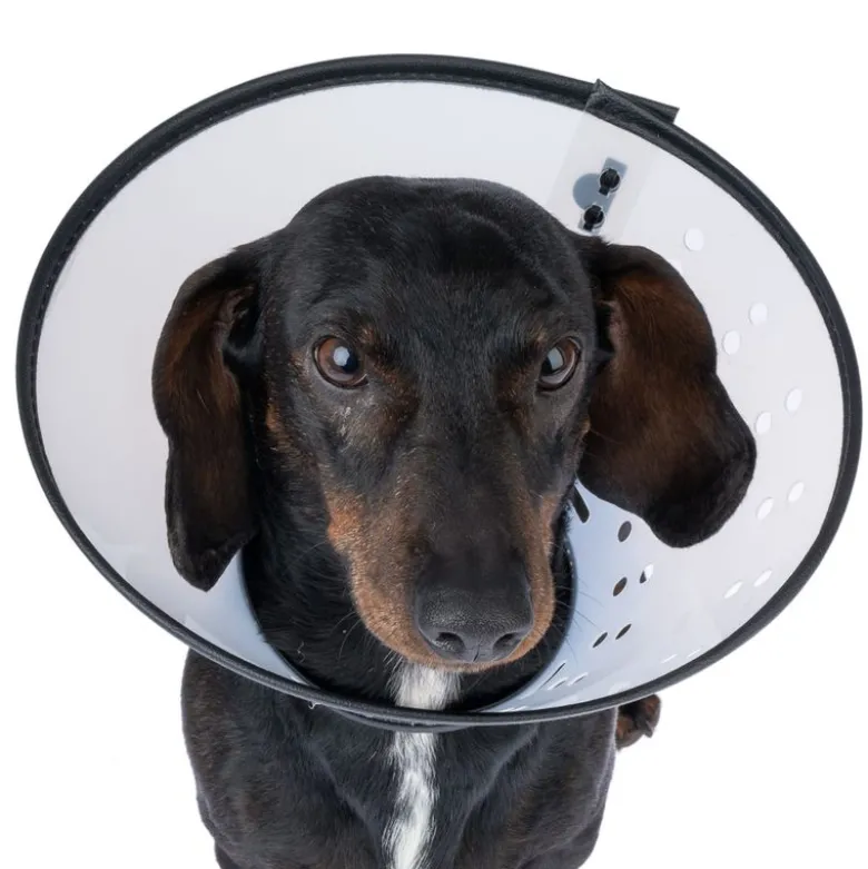TIAKI nakkestøtte til katte og hunde