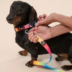 TIAKI Rainbow hundesnor