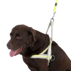 TIAKI selvlysende hundesnor