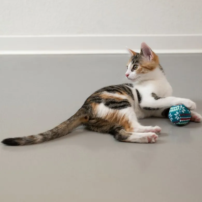 TIAKI Vinterstrikboldsæt til katte
