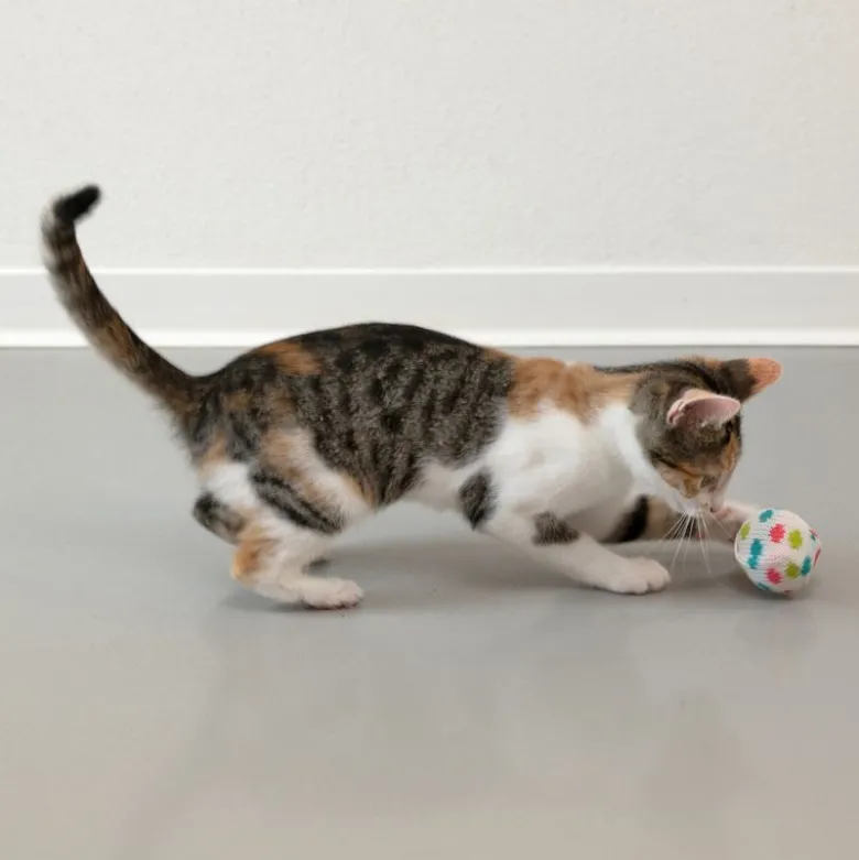 TIAKI Vinterstrikboldsæt til katte