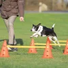 Trixie Dog Activity forhindringer, 3 stk.