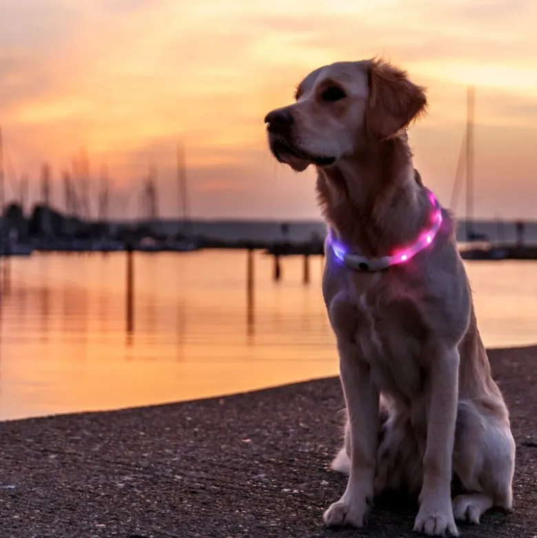 Trixie Flash lysring USB-silikone