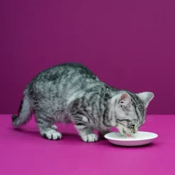 Whiskas kattemælk 200 ml