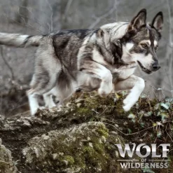 Wolf of Wilderness Adult