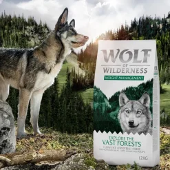 Wolf of Wilderness