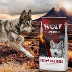 Wolf of Wilderness 