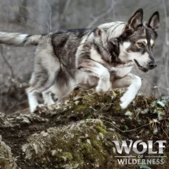 Wolf of Wilderness Junior "Blue River" laks - kornfri