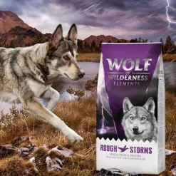 Wolf of Wilderness
