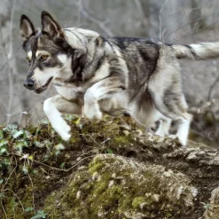 Wolf of Wilderness Training “Explore the Green Fields" Kylling & Lam