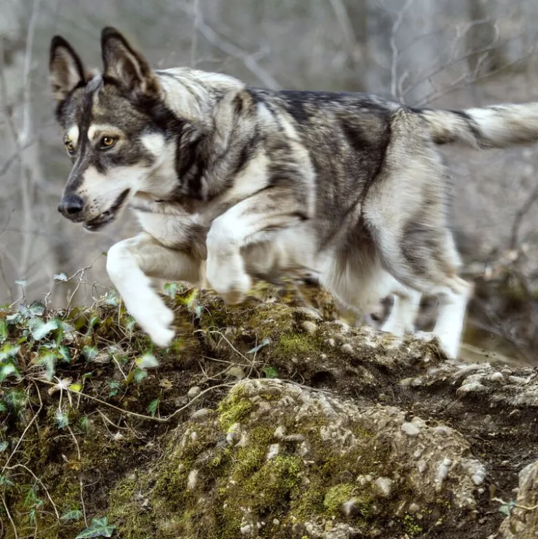 Wolf of Wilderness Training “Explore the Green Fields" Kylling & Lam