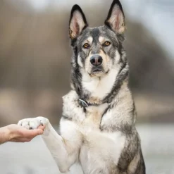 Wolf of Wilderness Training “Explore the Wide Acres” Kylling