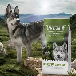 Wolf of Wilderness