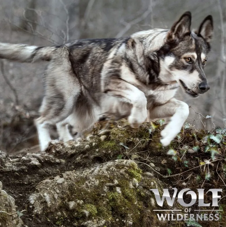 Wolf of Wilderness "Velvet Gloom" Kalkun & Ørred - Kornfri