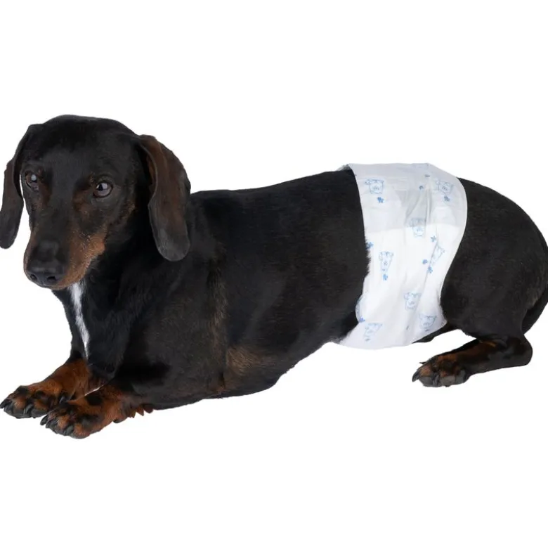 zooplus Basics bleer til hanhunde
