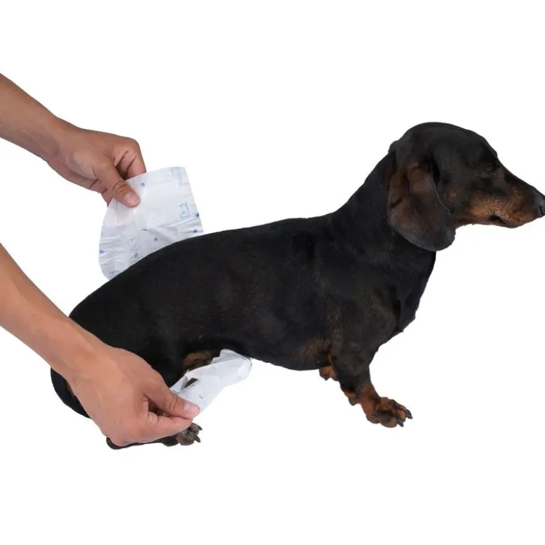 zooplus Basics bleer til hanhunde