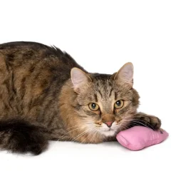zooplus Basics kattelegetøjssæt Kitty med katteurt
