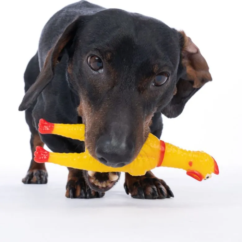 zooplus Basics Squeaky Chicken med pibende lyd