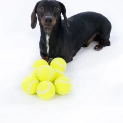 zooplus Basics tennisbolde-sæt